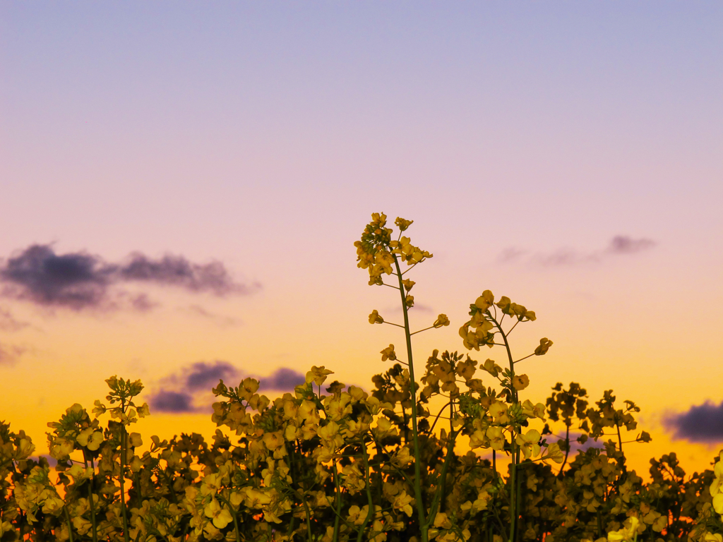 夕暮れの菜の花