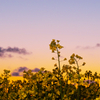 夕暮れの菜の花