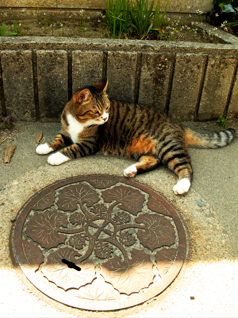 日陰