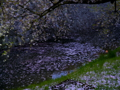 弘前夜桜最終夜　3