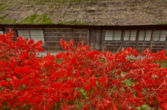 Autumn Red