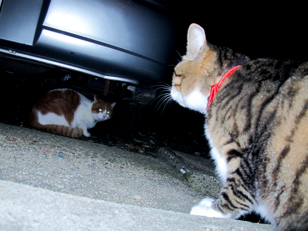 新参者　VS　うちの猫