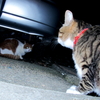 新参者　VS　うちの猫