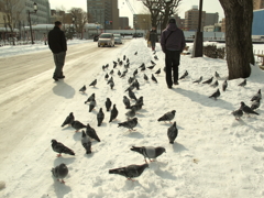 雪ﾉ上ﾉ人ト鳩ト車