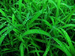 8月14日　雨