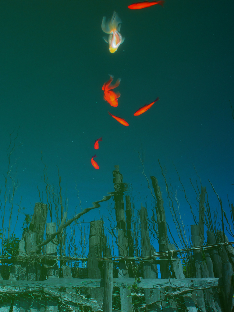 お空の金魚