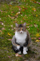 猫の相談