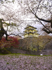 弘前城桜花振落図