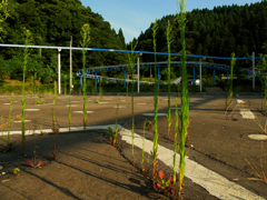 夏草や・・・