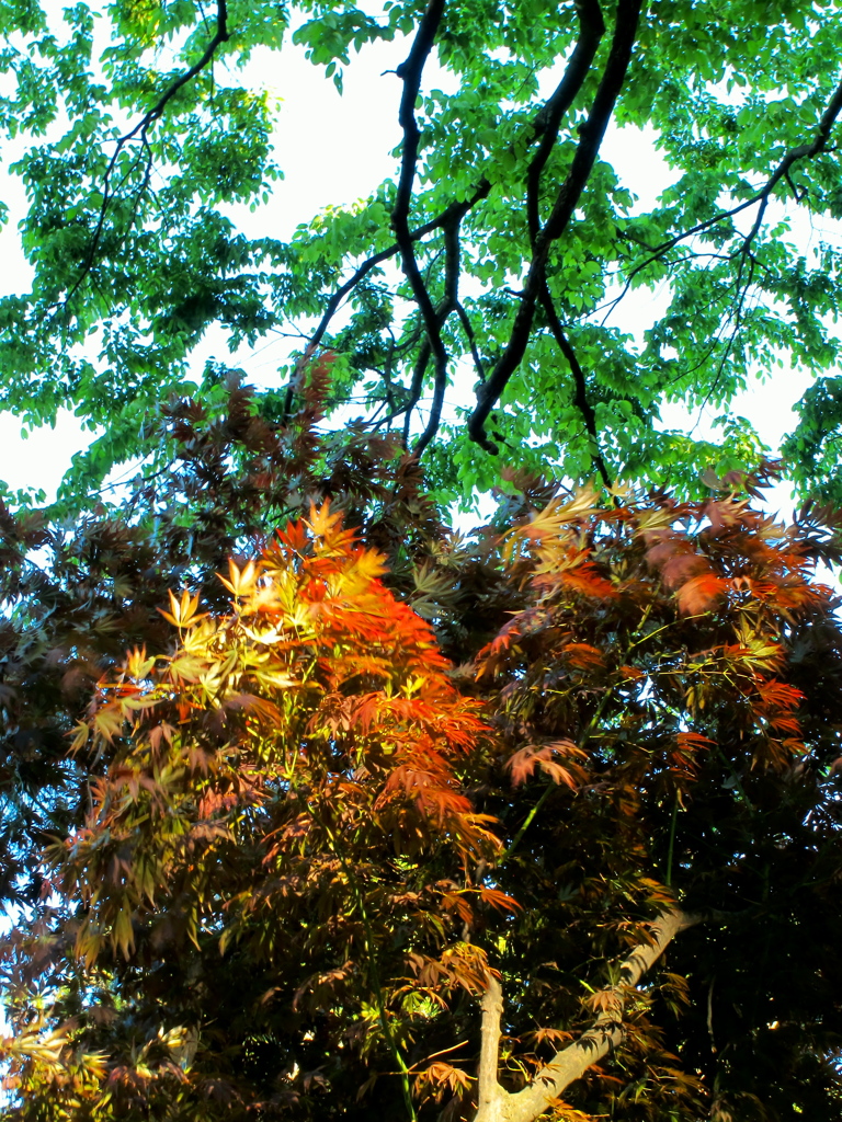木立の風