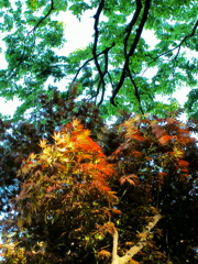 木立の風
