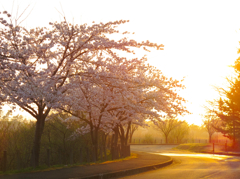 桜の道