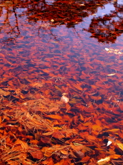 赤い池