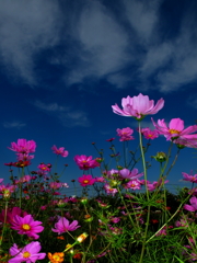 天の花、地の花