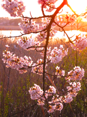 水辺の夕景Ⅰ
