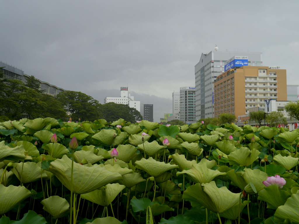 LOTUS