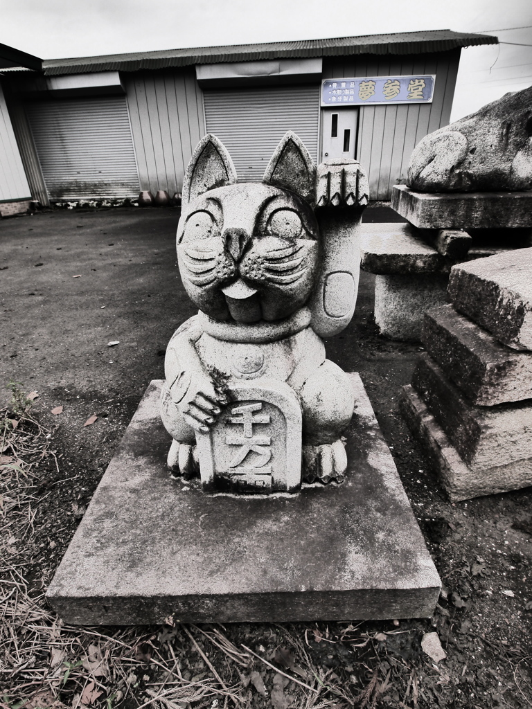 招かれたくない猫