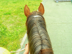 馬の背な