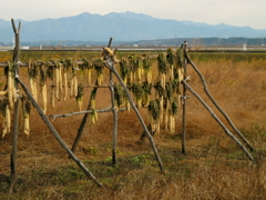 山と大根