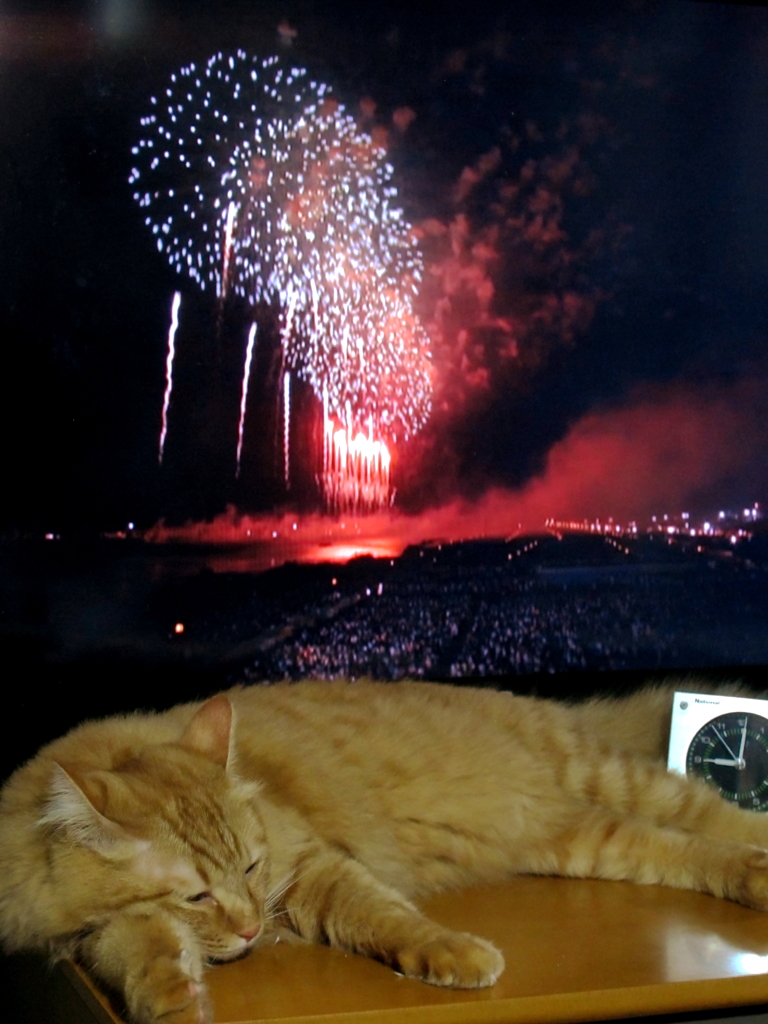大曲の花火とうちの猫