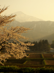 鳥海山の春