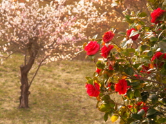 夕刻の公園
