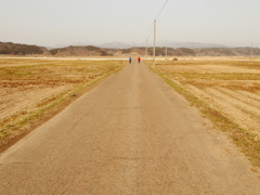 春の田んぼの散歩道