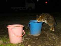 夜遊び