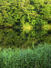 夏の沼　