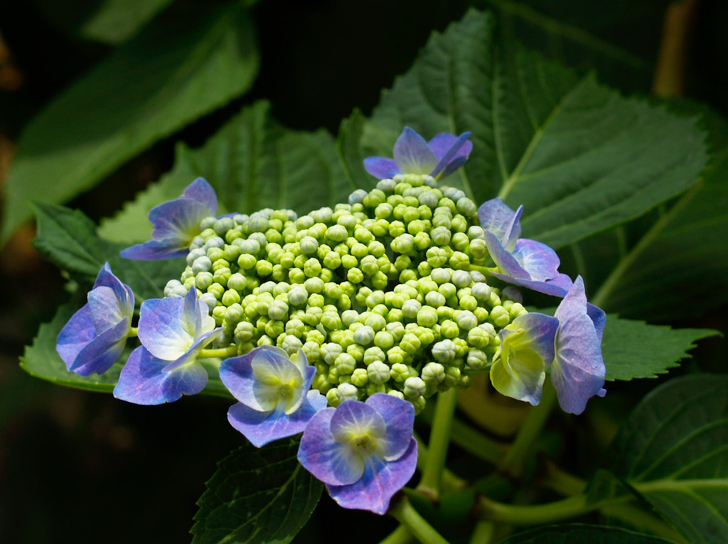 紫陽花