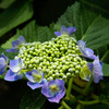 紫陽花