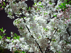 夜桜