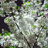 夜桜