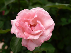 薔薇