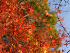 紅葉