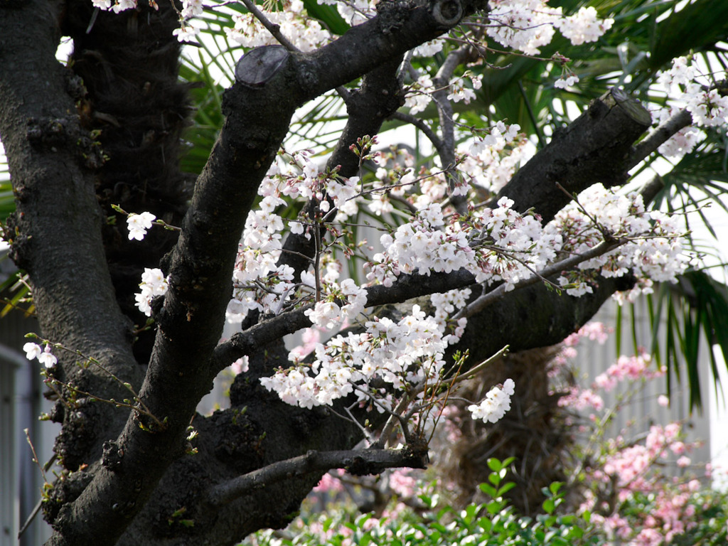 桜