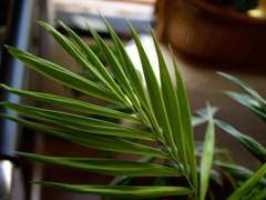 観葉植物
