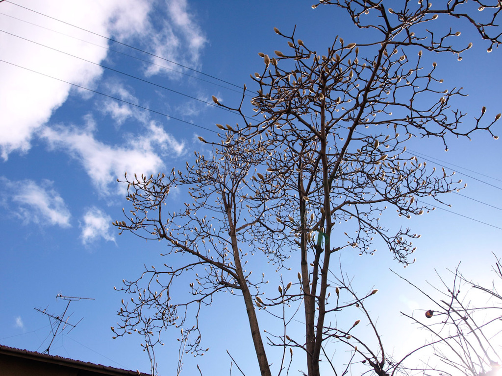 白木蓮と青空