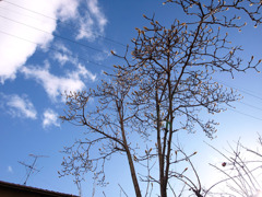 白木蓮と青空