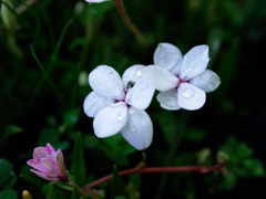 花と雫
