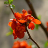ボケの花