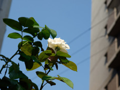 白い薔薇