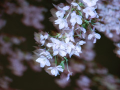 夜桜