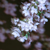 夜桜