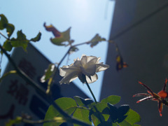 白い薔薇