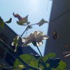 白い薔薇