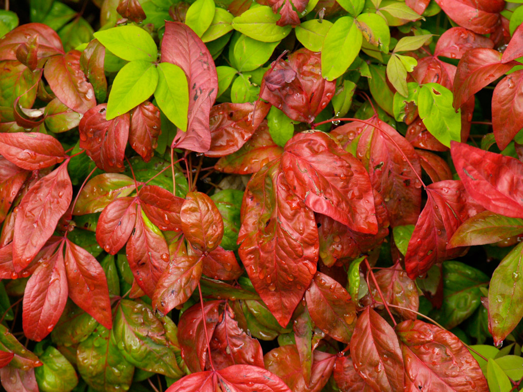 紅葉
