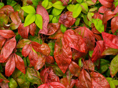 紅葉