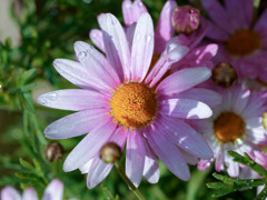 お花