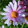 お花